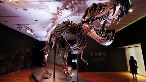 Los Andes | Paleontólogos del Instituto de Investigación Black Hills, en Dakota del Sur, trabajaron más de 30.000 horas para desenterrar y recomponer su esqueleto, que posee 188 huesos.