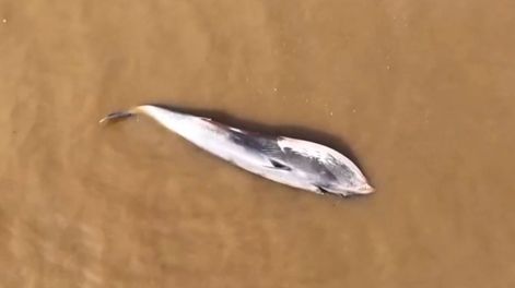 Apareció una ballena muerta en la orilla del Río de la Plata, a la altura de Vicente López.