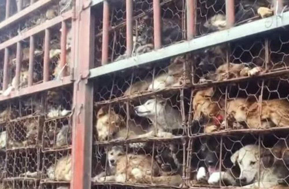 En China se permitió la realización de un festival en el que se comercializa la carne de perro para consumo humano. Gentileza La Vanguardia.