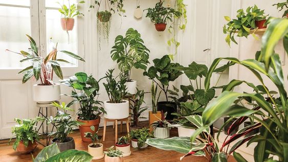 tira estas 5 plantas del living, provocan moho y humedad