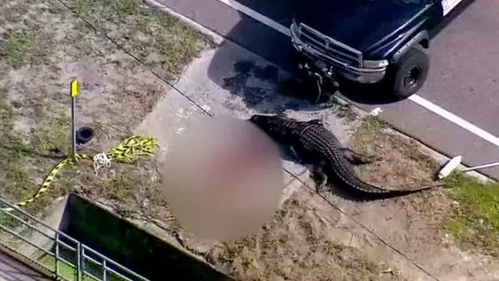 El reptil fue visto por un vecino de la zona y las autoridades informaron que se trataban de restos de un adulto no identificado. Gentileza: El Español.