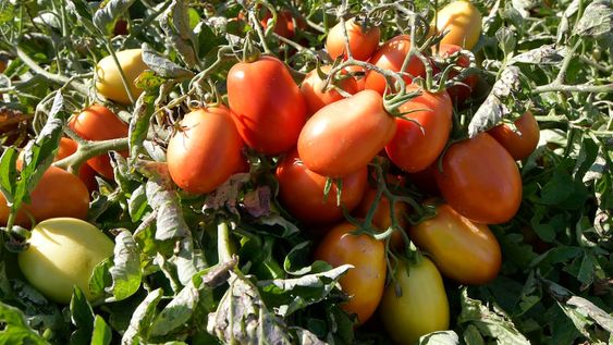 A pesar de que creció 40% la superficie cultivada, por las lluvias y el granizo este año se espera que los rendimientos por hectárea se ubiquen alrededor de las 75 toneladas / Orlando Pelichotti