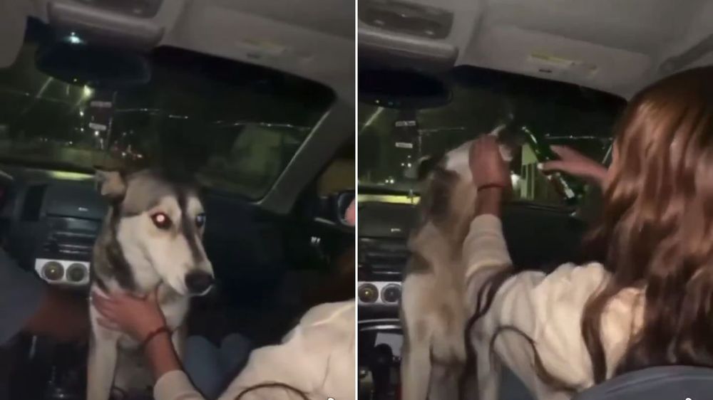 Video viral: así le daba alcohol a un perro.