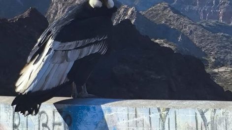 Turistas quedaron impactados con un espectáculo inusual en Valle Grande: un enorme cóndor posando a su lado