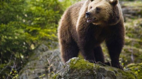 Los Andes | Un restaurante de Eslovaquia ofrece guiso de oso pardo y encendió la polémica.