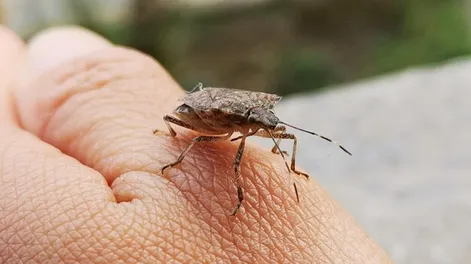 Los Andes | Chagas y transmisión vertical: las mujeres en el centro de la atención