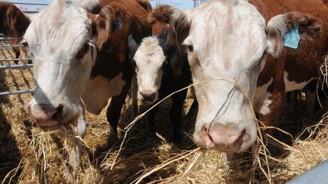 Expoagro: este es el calendario de actividades sobre razas vacunas