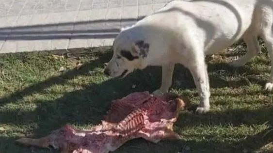 La verdadera historia de la perra que se “robó” el lechón