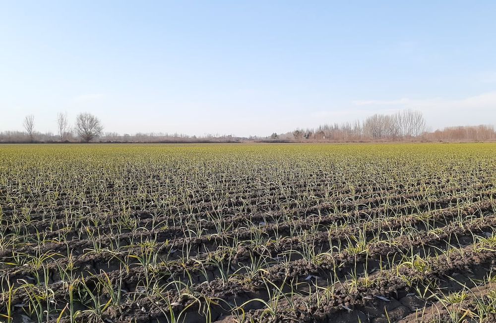 Tecnologías que impulsan la producción de ajo