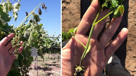 Los Andes | Productores afirman que fue la helada más severa en los últimos 30 años. Fotos: gentileza