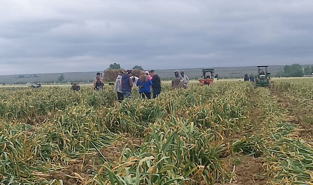 Trabajadores golondrina en finca de Tupungato.