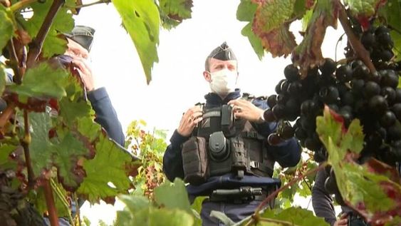 Los vinos de lujo también son el objetivo de ladrones y contrabandistas