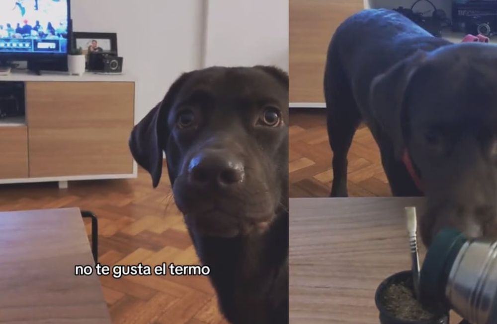 En enero de este año, el dueño del labrador sufrió una fuerte quemadura cuando desparramó en su cuerpo el agua contenida en el termo. Foto: Captura video