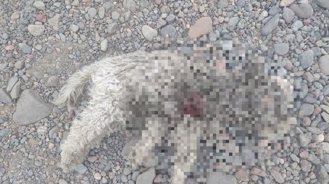 Los dueños de Toby lo encontraron muerto en la calle - Facebook