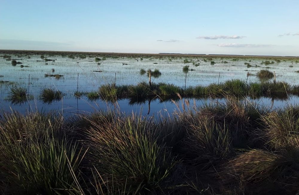 Tras la sequía y los incendios, las lluvias ayudan para recuperar el ecosistema en los Esteros del Iberá. Foto gentileza Misiones Online.