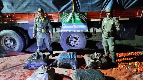 Los Andes | La marihuana encontrada en una carga de tomates. Gentileza Gendarmería Nacional.