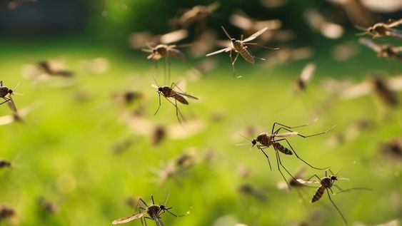 Aseguran que “hay muchos menos casos” de dengue que en 2024