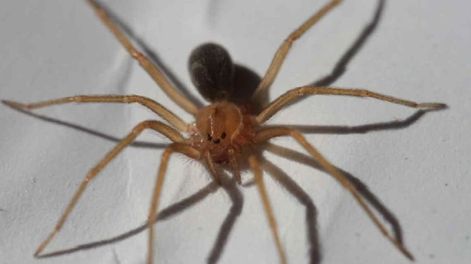 Temor por la araña violinista: se cobró la vida de un bebé en México