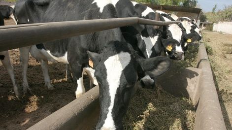 Los Andes | Más caro. El mantenimiento del ganado vacuno se encareció 20% en pocos días.