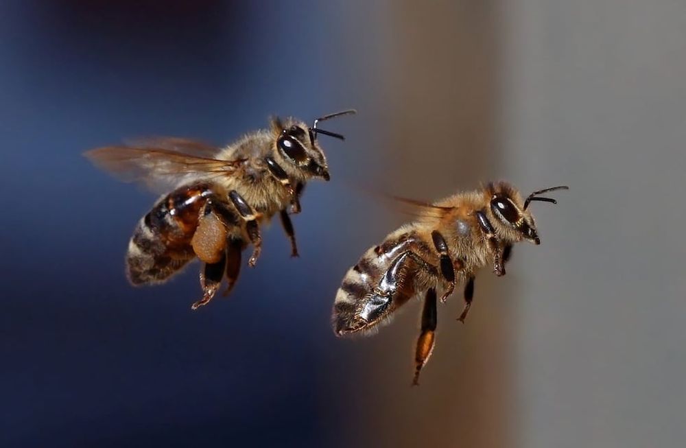 Las abejas se siguen extinguiendo y sin ellas se acaba del mundo