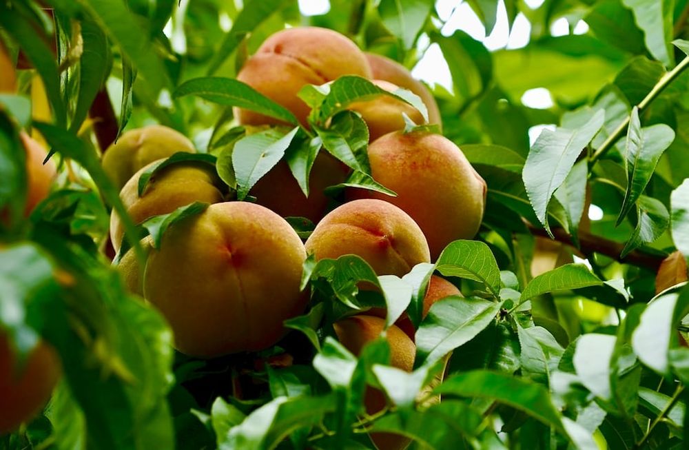 La provincia es la principal productora de durazno para industria, y en los últimos años viene apostando por nuevas variedades y sistemas de cultivo intensivos. / Imagen: gentileza Innovafruit.