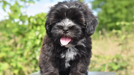 10 razas de perros toy que se mantienen como cachorros para siempre