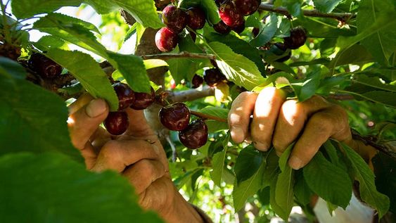 Con nuevos montes implantados y la plena producción de otros recientes, se espera crecer en alrededor de 600 toneladas. Preocupación por las heladas tardías, la falta de agua y la inseguridad.   / Foto: Ignacio Blanco / Los Andes