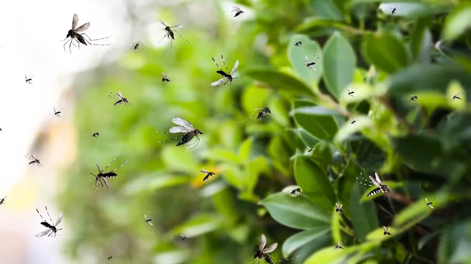 3 plantas que si las tenés en el jardín eliminan los mosquitos de la casa