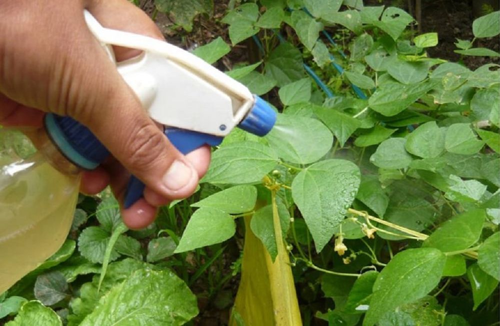 Esto ocurre si ponés ralladura de limón en las plantas del jardín. (Web)