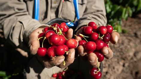 Los Andes | Mendoza 19 de noviembre 2020 SociedadCosecha de cerezas en una finca de Perdriel, Lujan de Cuyo.Foto: Ignacio Blanco / Los Andes