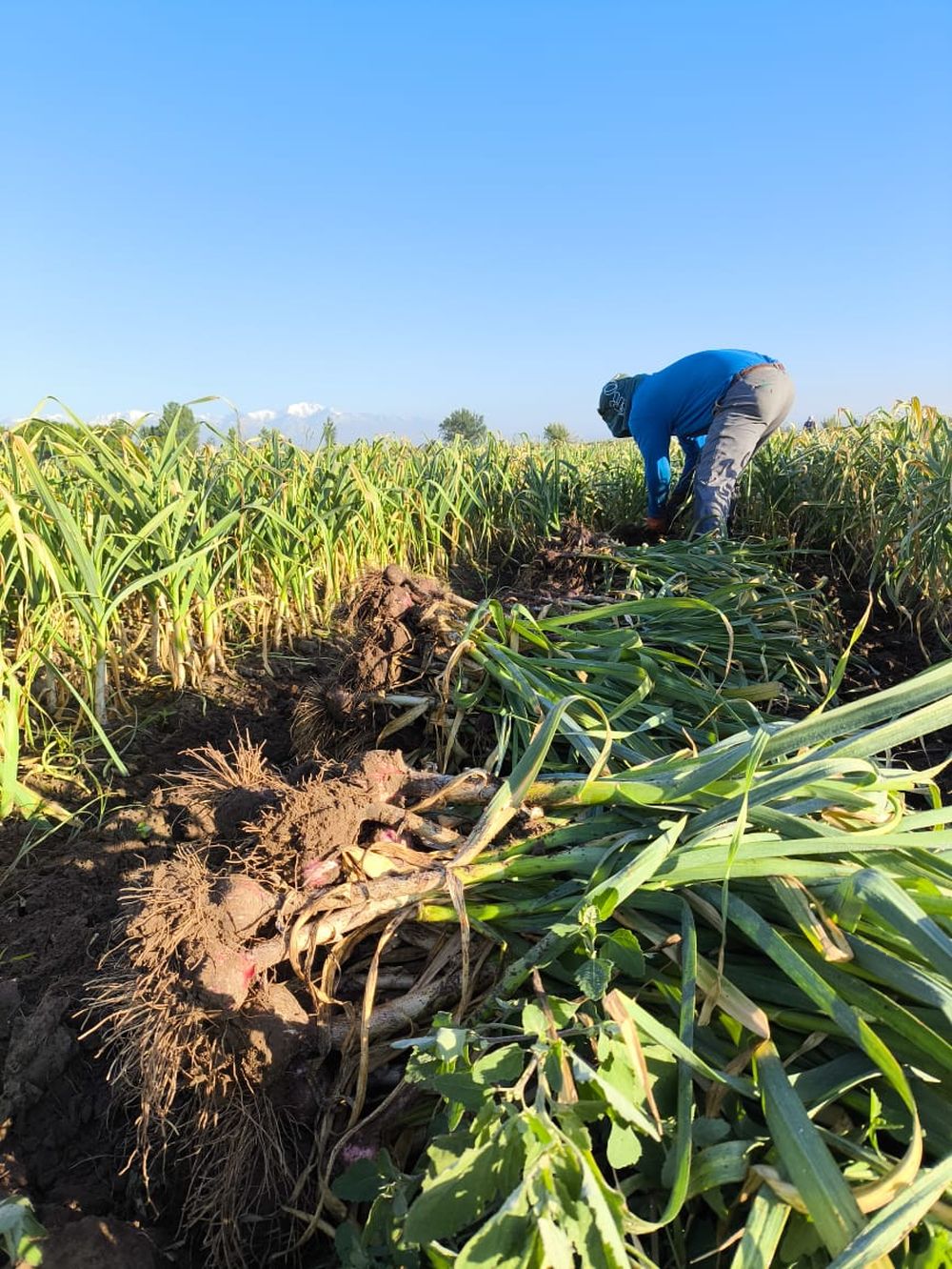 En Tunuyán, los productores venden el ajo en verde entre $250 y $350 el kilo, valores que no alcanzan a cubrir los costos actuales de producción.