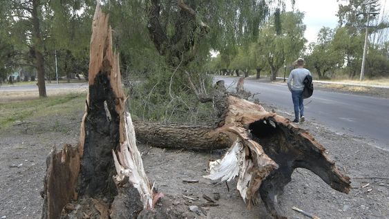 En comunas como Ciudad y Godoy Cruz, para reemplazar los caídos, usan forestales que requieren menor cantidad de agua. | Foto: Orlando Pelichotti / Los Andes