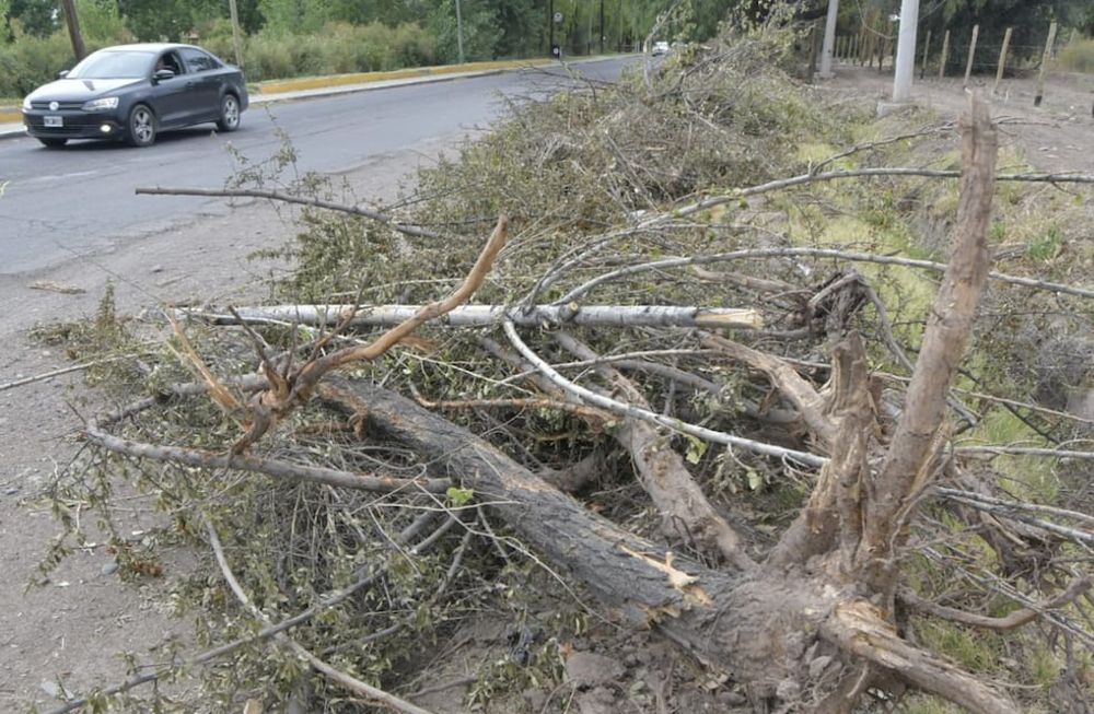Denuncian “tala indiscriminada” en calle Guardia Vieja, pero Luján aclara que son árboles “decrépitos”. Foto: Orlando Pelichotti / Los Andes.