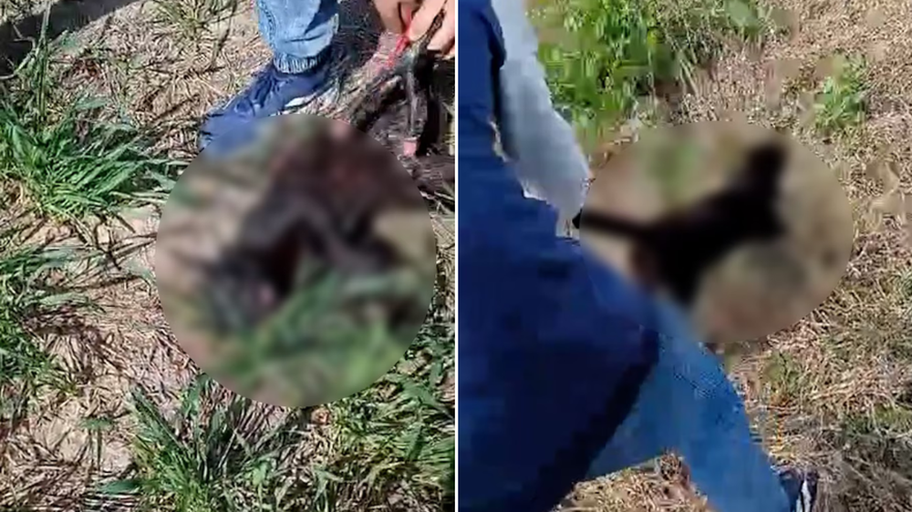 Las imágenes no fueron compartidas por ser extremadamente sensibles.