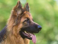 manuel, adiestrador canino, sobre el pastor aleman: no es solo un perro, es una demostracion de fuerza, precision e instinto