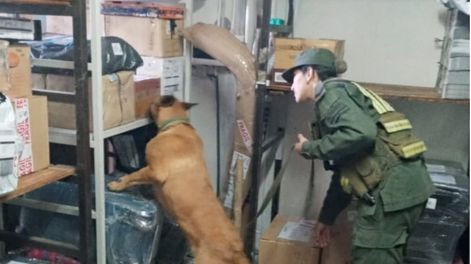 Los Andes | Imagen ilustrativa: un perro buscó droga en una depósito de encomiendas, en Mendoza. | Gendarmería Nacional