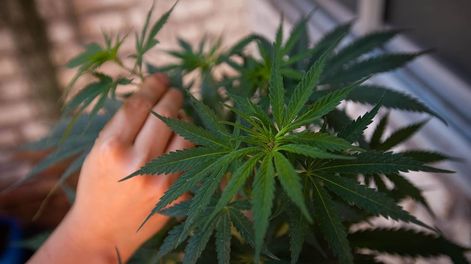 Una encuesta realizada en Mendoza quiso conocer la percepción de la gente en cuanto al consumo de cannabis.