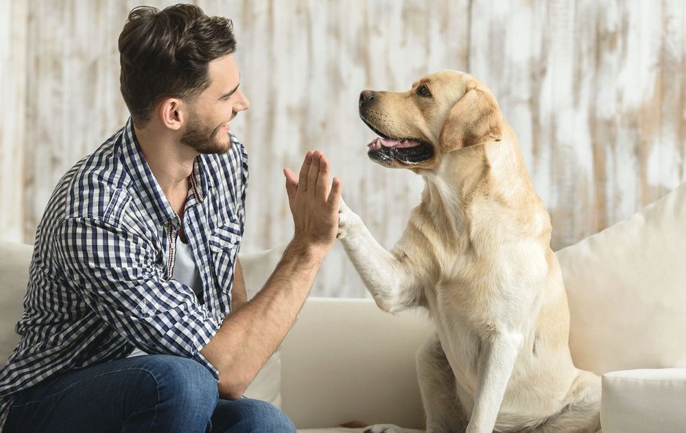 Seguí estos pasos sencillos para controlar la hiperactividad de tu perro.