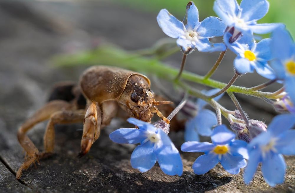 Con un poco de paciencia e ingenio, podemos armar unas efectivas trampas ecológicas que eliminarán todos los huevos y larvas de grillo topo que anidan en nuestro jardín.