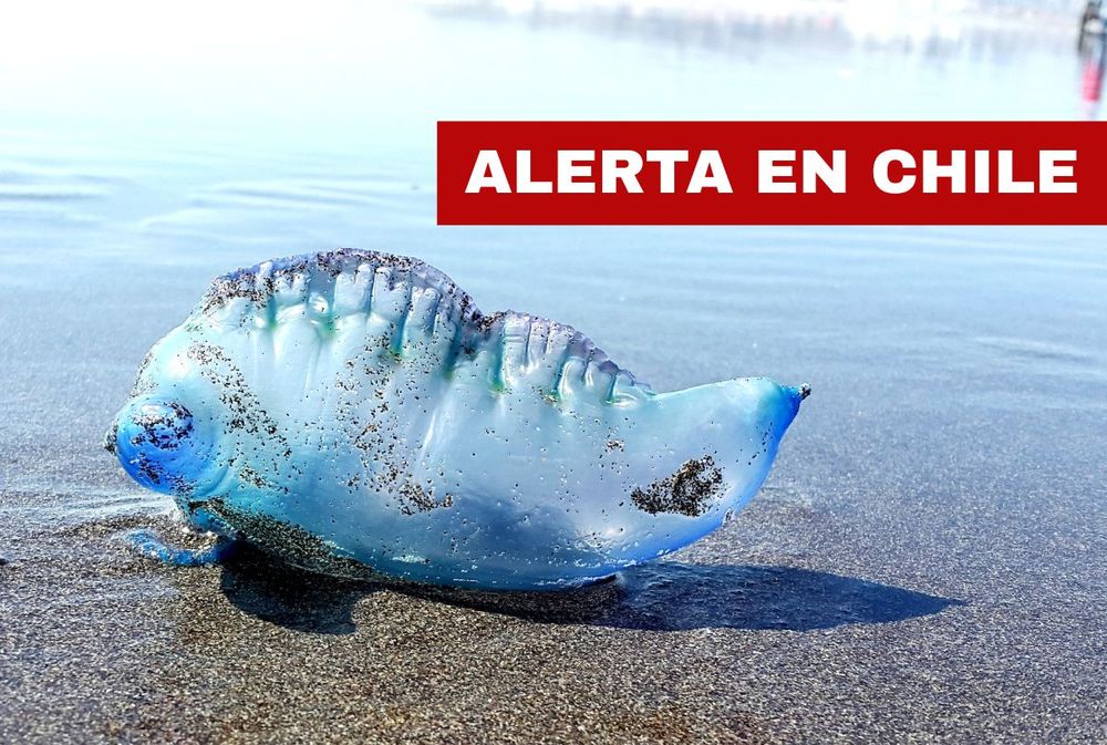 Alerta por presencia de la fragata portuguesa en dos playas de Chile