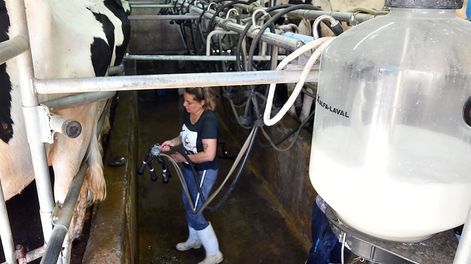 El proceso de ordeñe es automatizado en una de las plantas ubicada en Las Heras.Foto: José Gutierrez / Los Andes