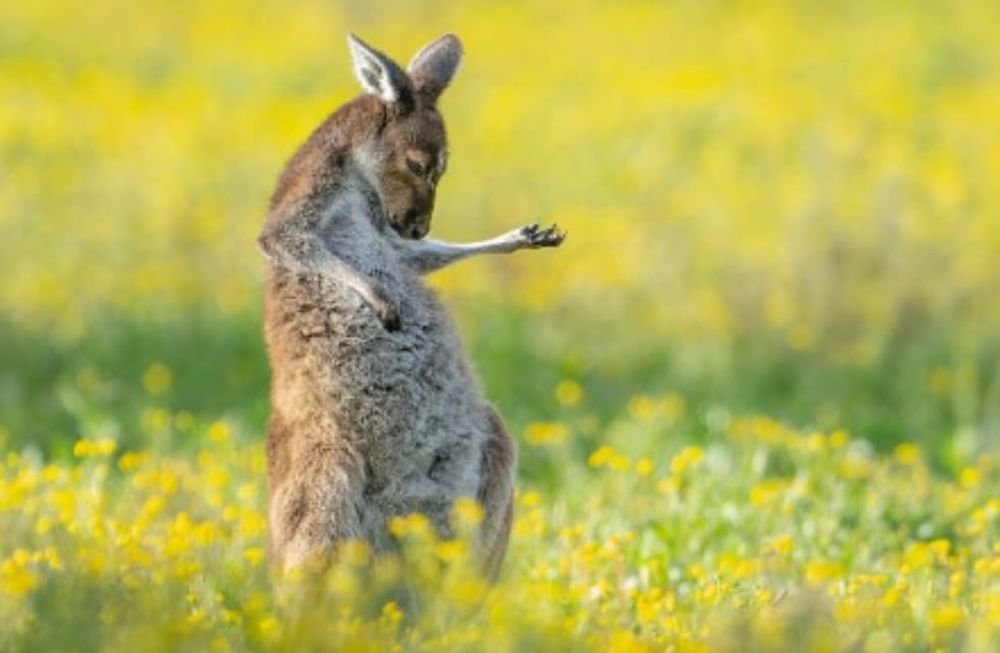El fotógrafo de la imagen ganadora reveló que tomó la fotografía en un paisaje que suele frecuentar día a día, cuando se dirige y regesa de su trabajo. Foto: Jason Moore