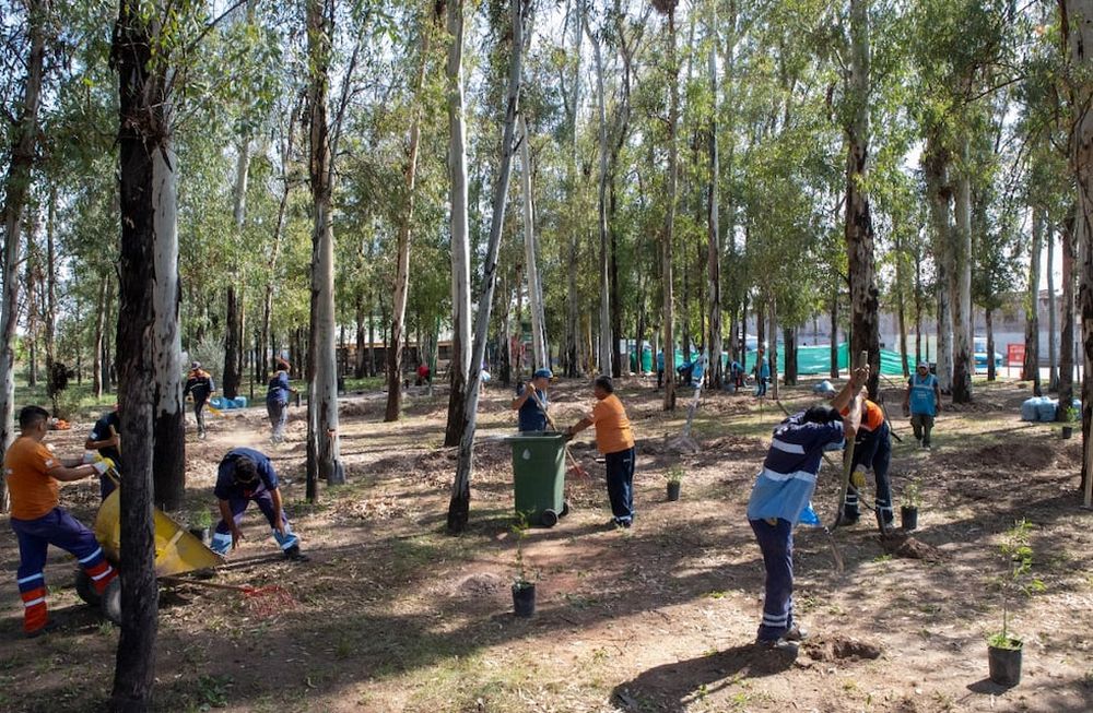 Maipú resguarda el Bosque de Eucaliptus