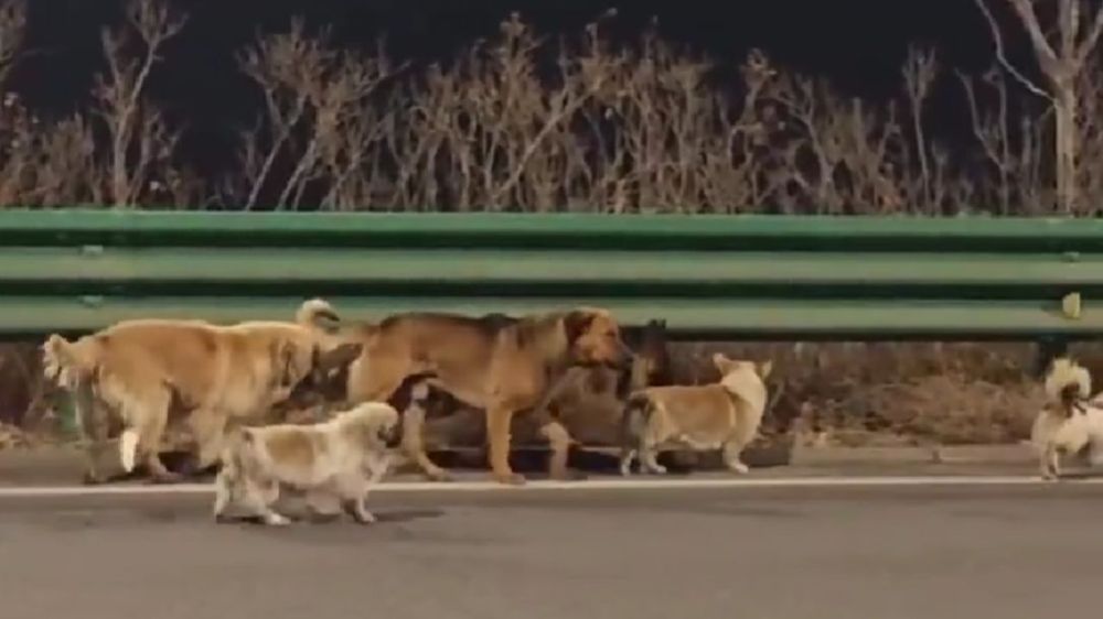 Video viral: los perros que recorrieron 17 kilómetros para volver a casa.