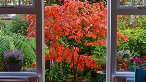 Este árbol es elegante, resistente y visualmente impactante aún en espacios chicos.