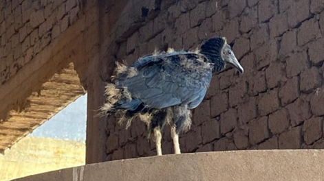 Una familia de aves carroñeras usurpó una bodega y hoy son parte del atractivo para los visitantes. | Foto: Gobierno de Mendoza