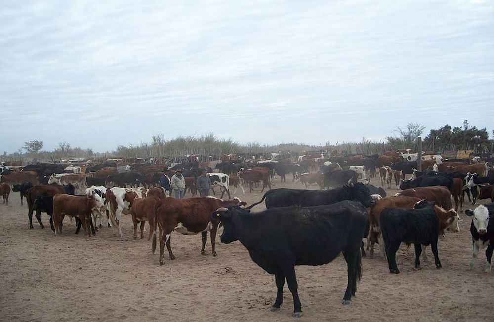 La Fundación Coprosamen tiene la obligación de rendir cuentas a la Dirección de Ganadería de Mendoza por $8,9 millones que recibió para invertir en planes de trabajo sobre vacas, toros y caprinos. Imagen ilustrativa.