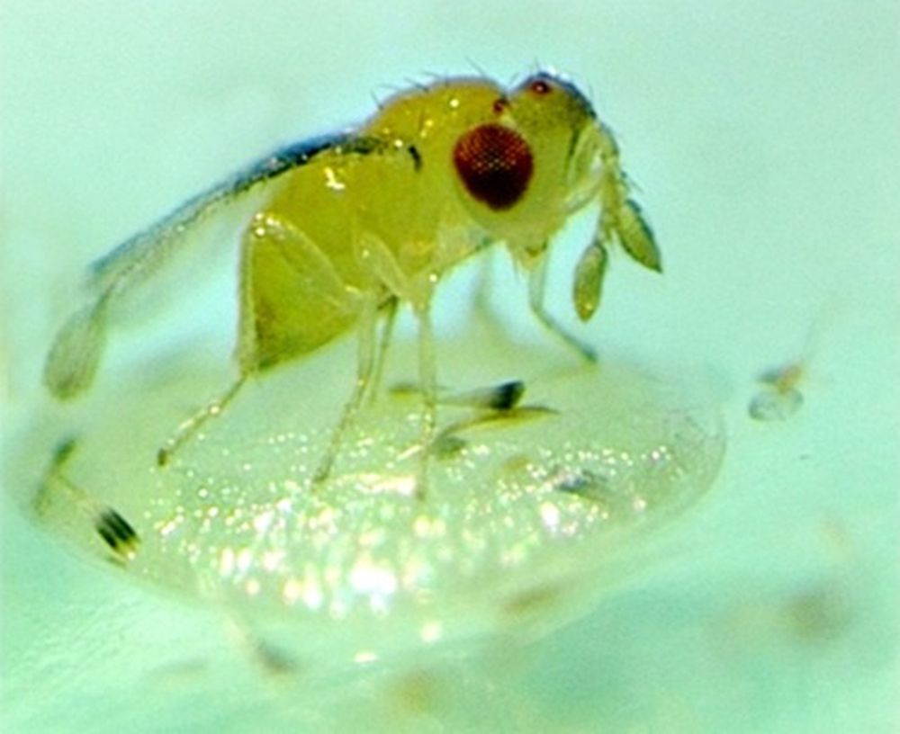 Trichogramma sp.