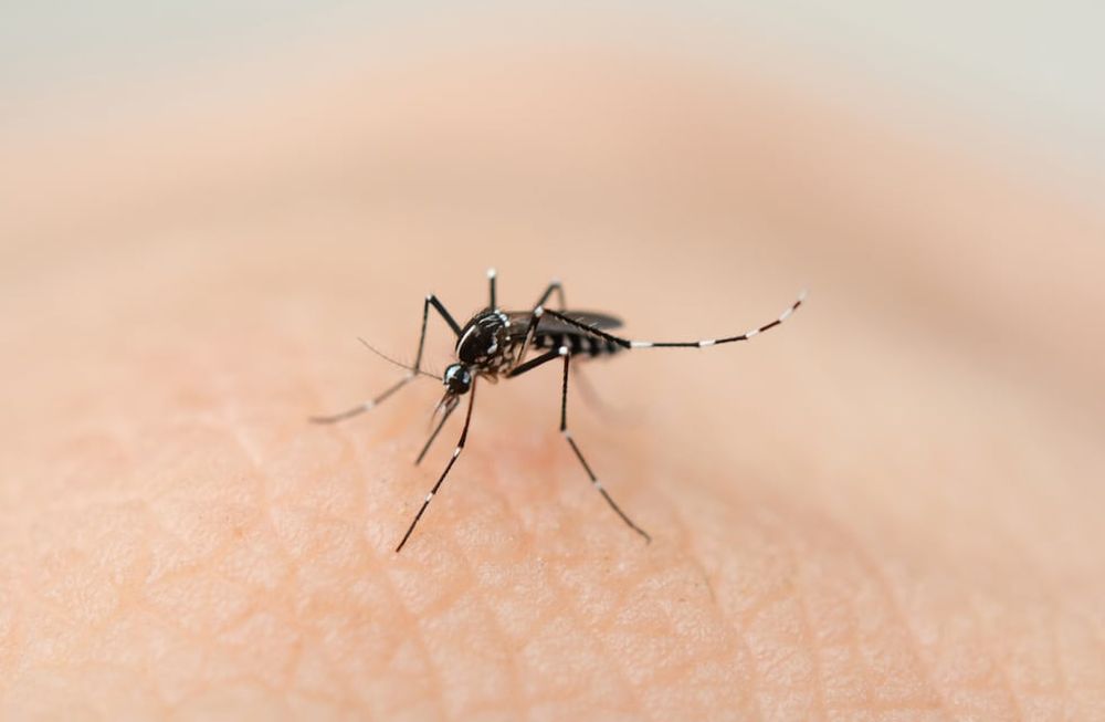 El dengue es capaz de presentar formas graves que pueden comprometer la vida.