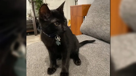 Fred, el gato que salvó la vida de su dueño en medio de un incendio.